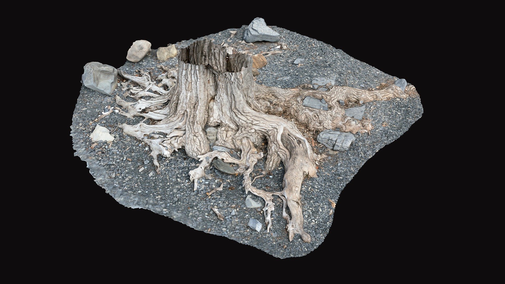 Arnold's Bay Tree Bole 3D model by Lake Champlain Maritime Museum