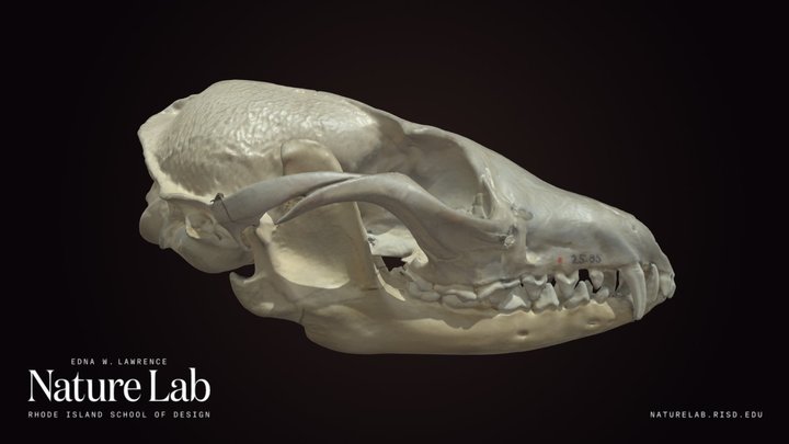 Grey Fox Skull
