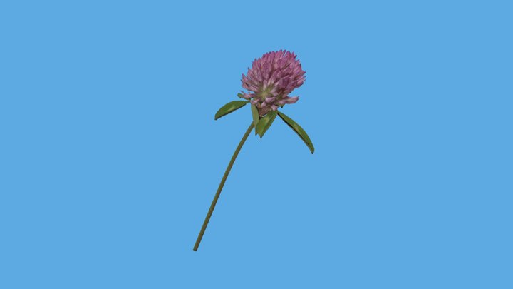 ムラサキツメクサ/Red clover 3D Model