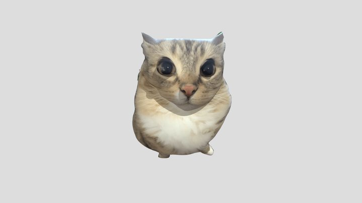 Luna the cat meme 3D Model