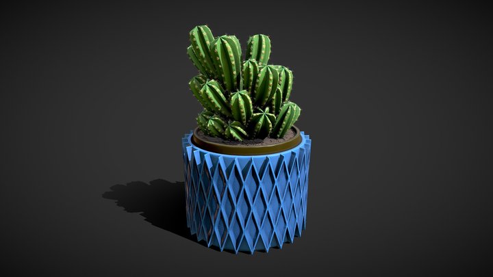 Cactus Cereus peruvianus florida 3D Model