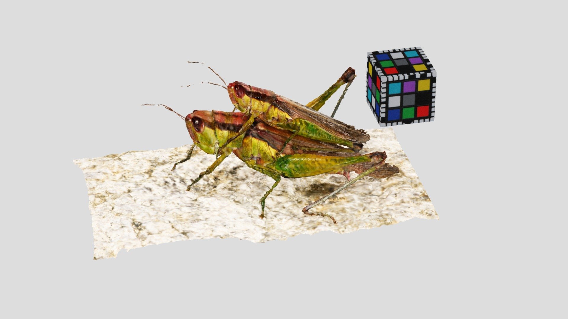 ハネナガイナゴ | rice grasshopper | Oxya japonica