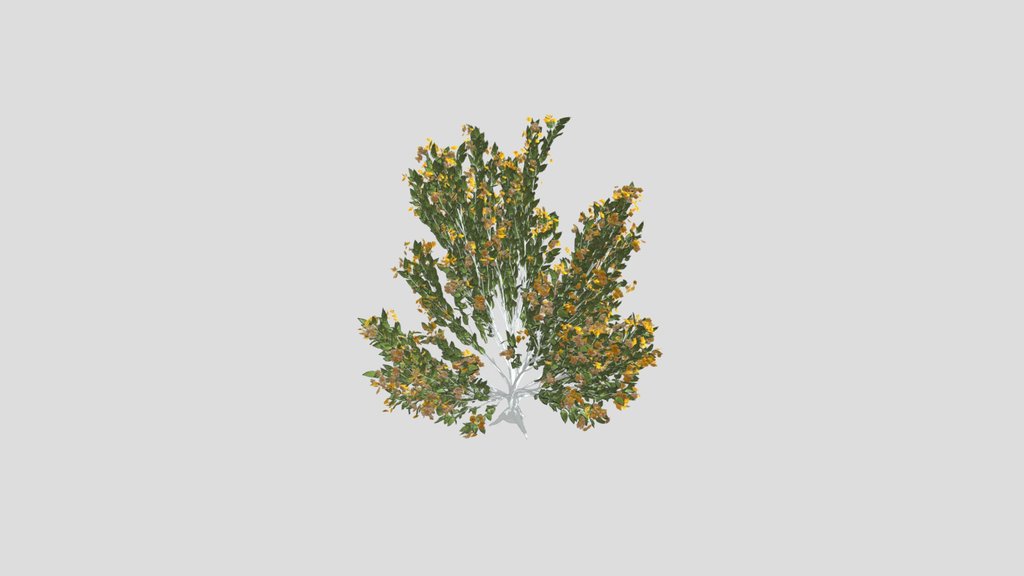 Tree Orange Choisaya