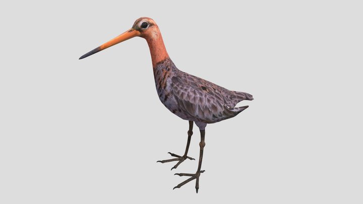 Godwit 3D models - Sketchfab