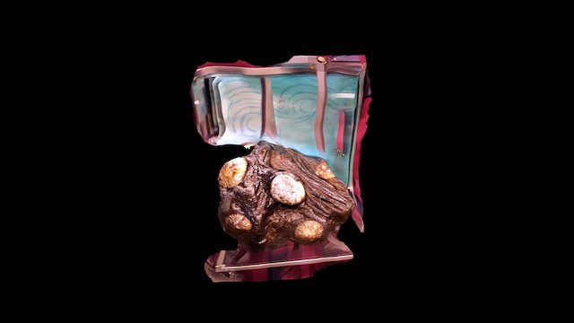 Imiloa: Fossils 3D Model