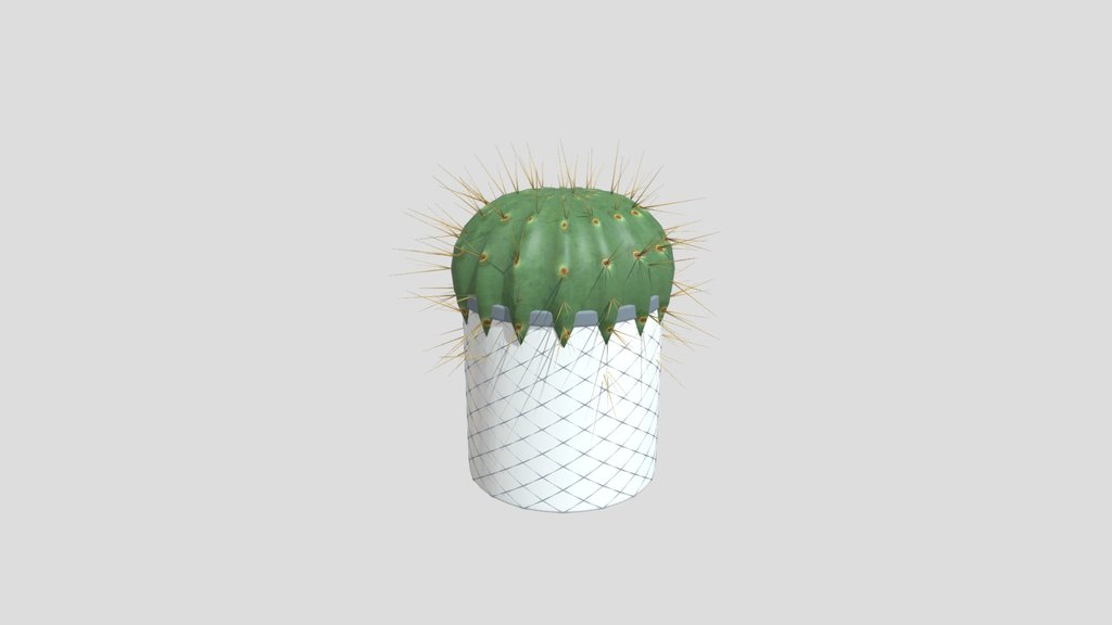 Double Decker Cactus In Mesh Pot