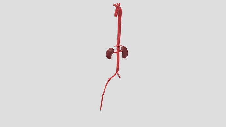 Aorta and Kidneys 3D Model