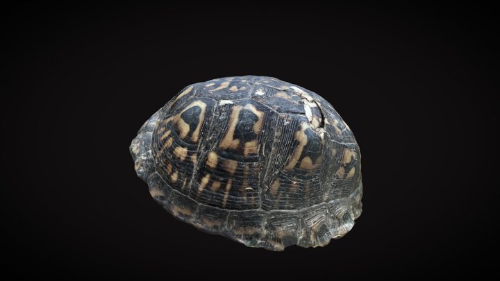 Day 294: Ornate Box Turtle 3D Model