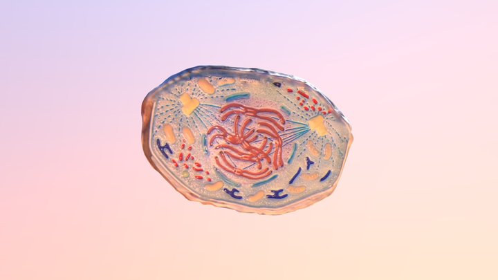 Mitosis Stage 3 3D Model