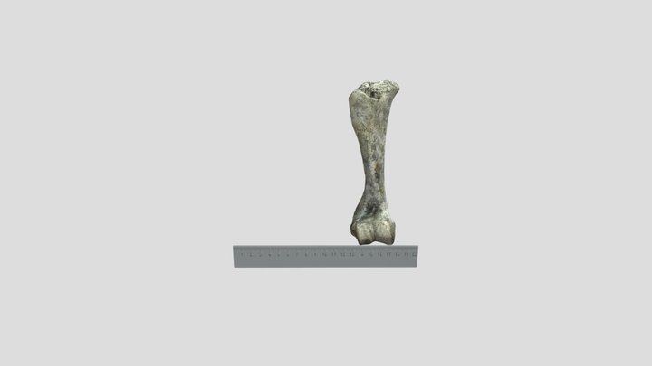 Faunal Specimen 3 3D Model