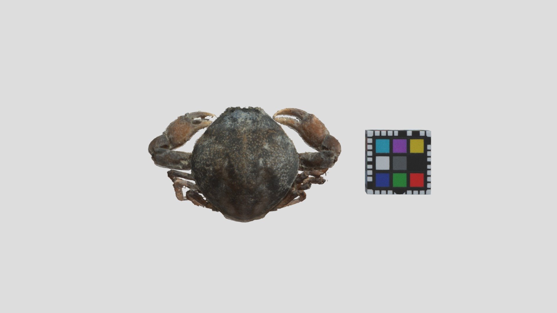 マメコブシガニ メス Pyrhila pisum