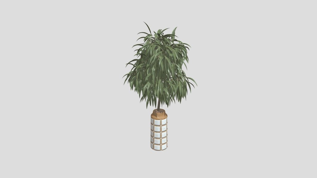 Huge Ficus Binnendijkii Indoor Plant