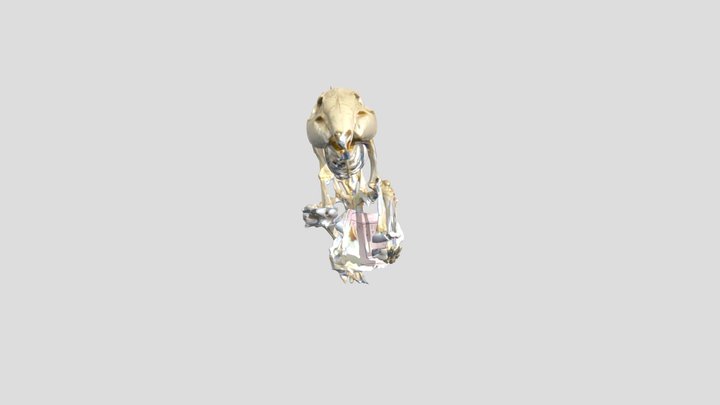 赤豚鼠骨骼 – Modèle 3D gratuit STL