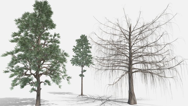 Pine tree 2 versions + larch 3D Model