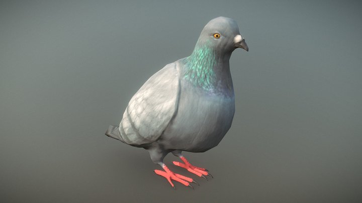 pigeon  - 3dModel - Free 3D Model