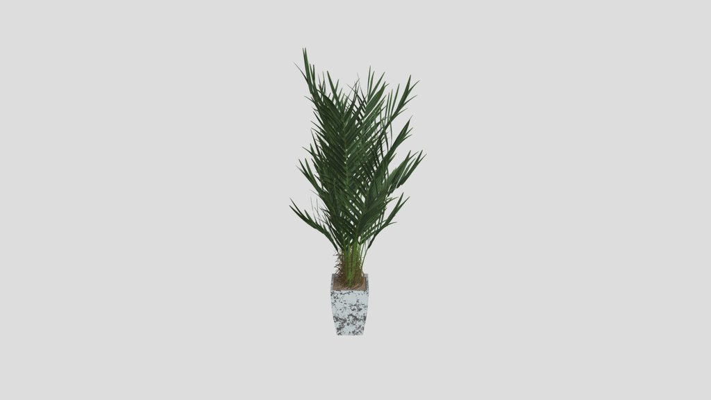 Palm Plant