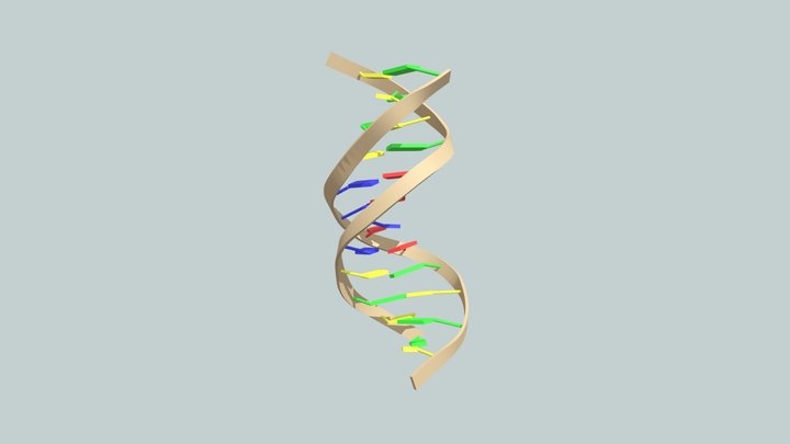 DNA Ribbon Molecular Model 3D Model