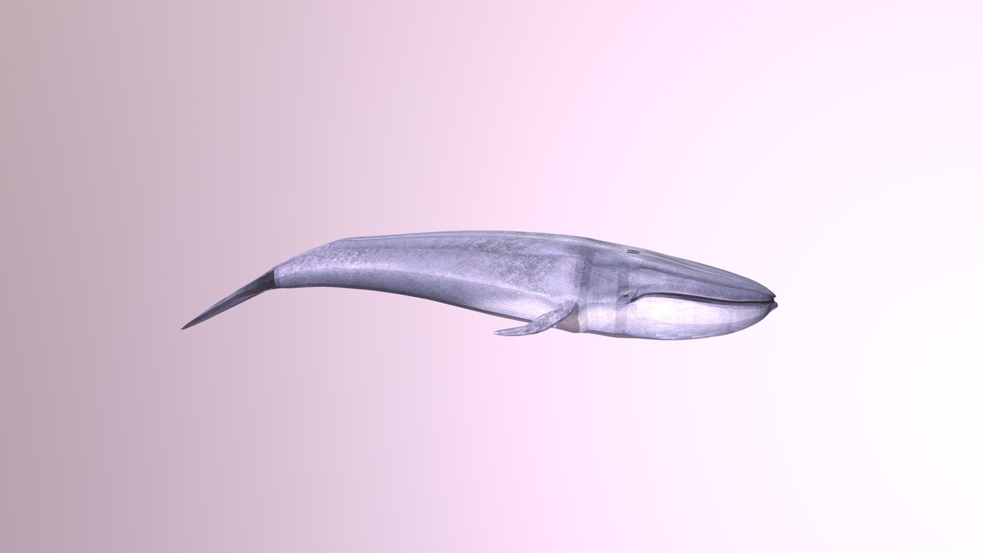 Blue Whale - 3D model by nuathan [e3f8e19] - Sketchfab