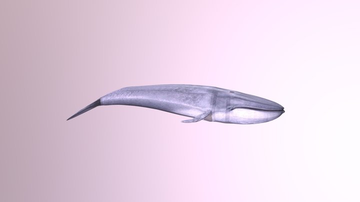 Blue Whale 3D Model
