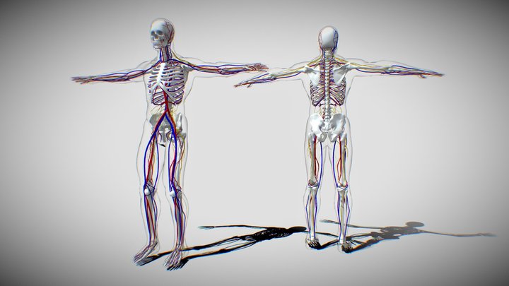Biology 3D models - Sketchfab