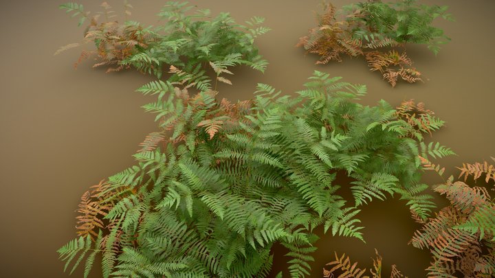 Fern Forest Realistic Collection 3D Model