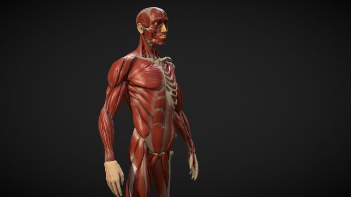 Ecorche - Anatomy study 3D Model