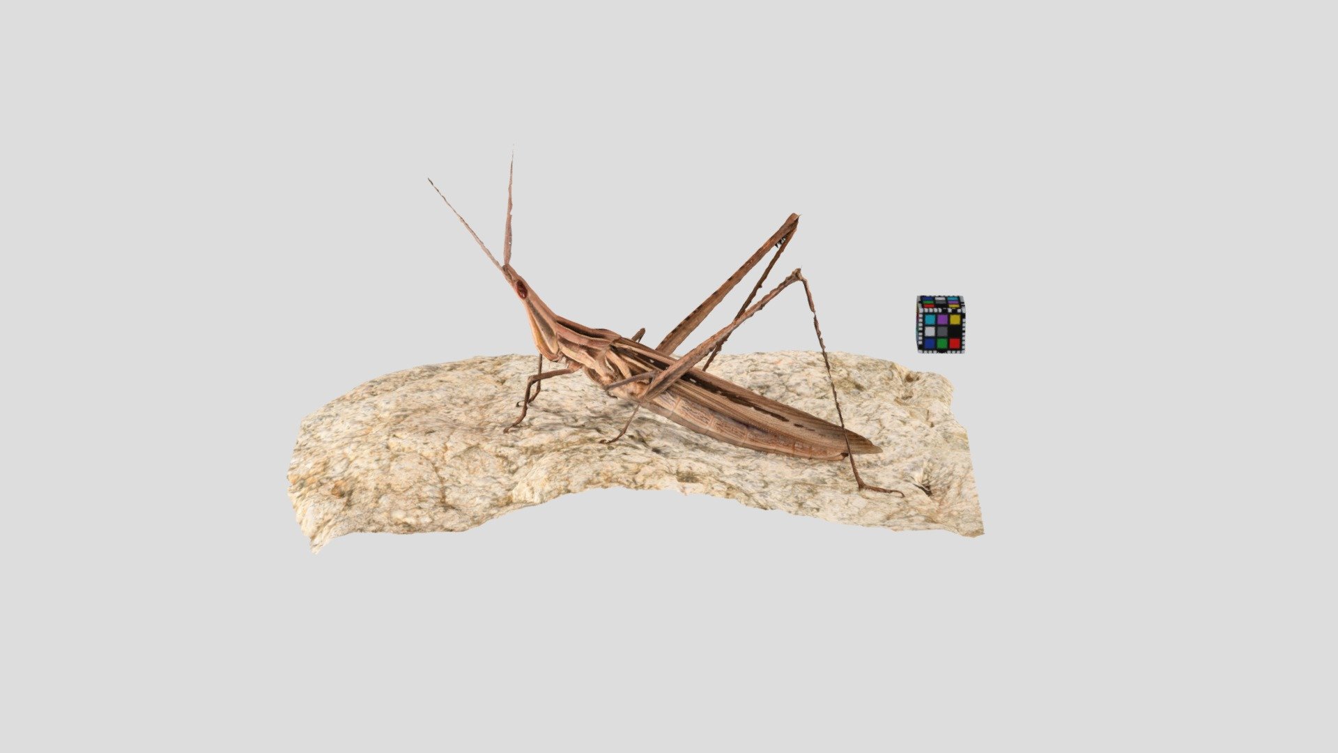 ショウリョウバッタ Longheaded Locust Acrida Cinerea Download Free 3d Model By Ffish Asia Florazia Com Ffishasia And Florazia E403d7e