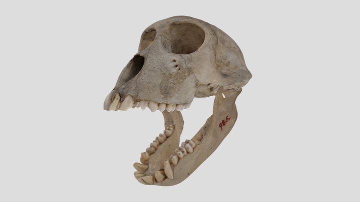 YPM MAM.006878 Animation,Barbary macaque (skull) – Kostenloses 3D-Modell STL