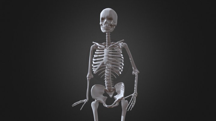 xms_female_skeleton_v1 3D Model