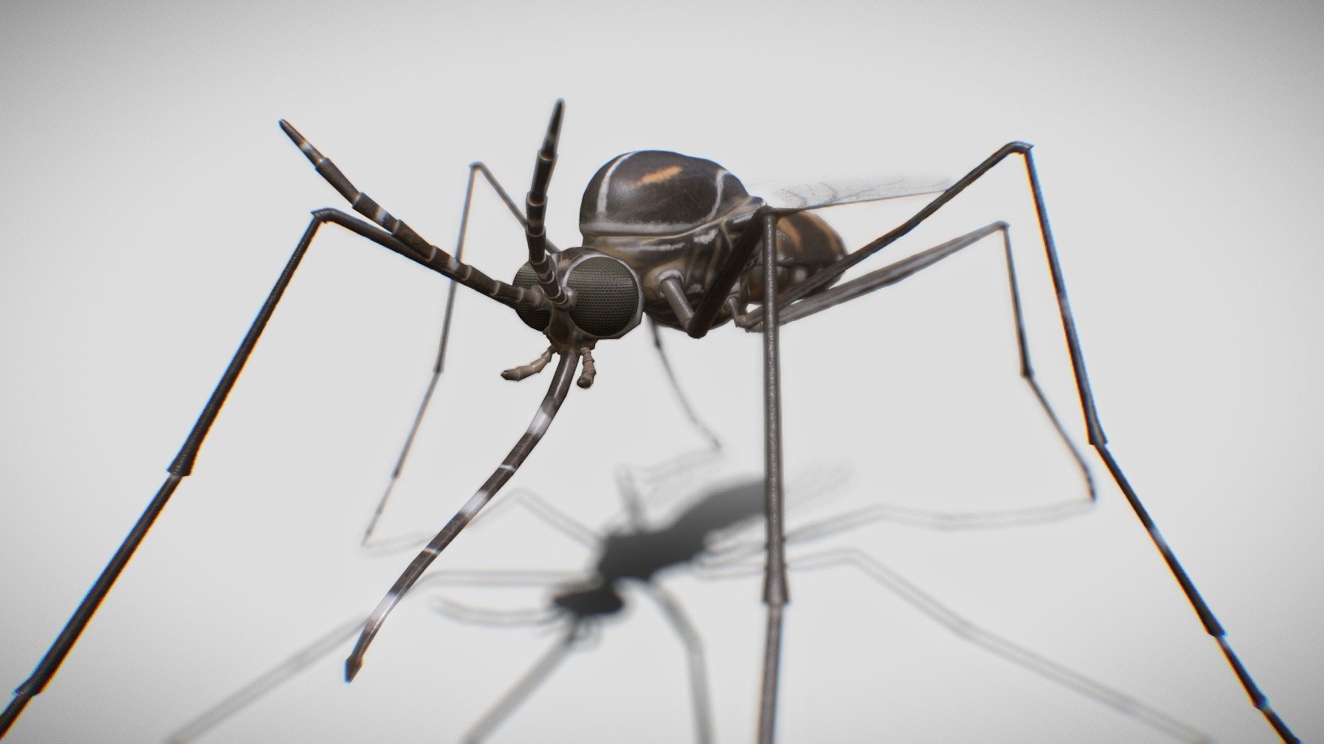 Mosquito - Buy Royalty Free 3D model by João Lacerda (@panc0) [e40d7b2 ...