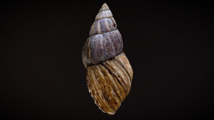 Snail shell (Gastropoda) 3D Model