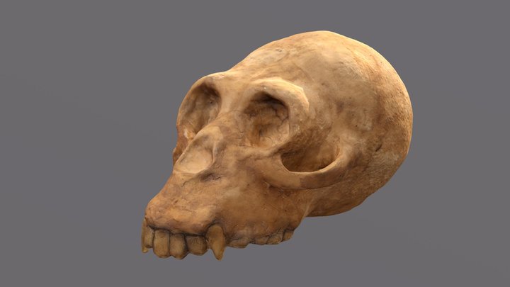 Proconsul SAJ - Skull 3D Model