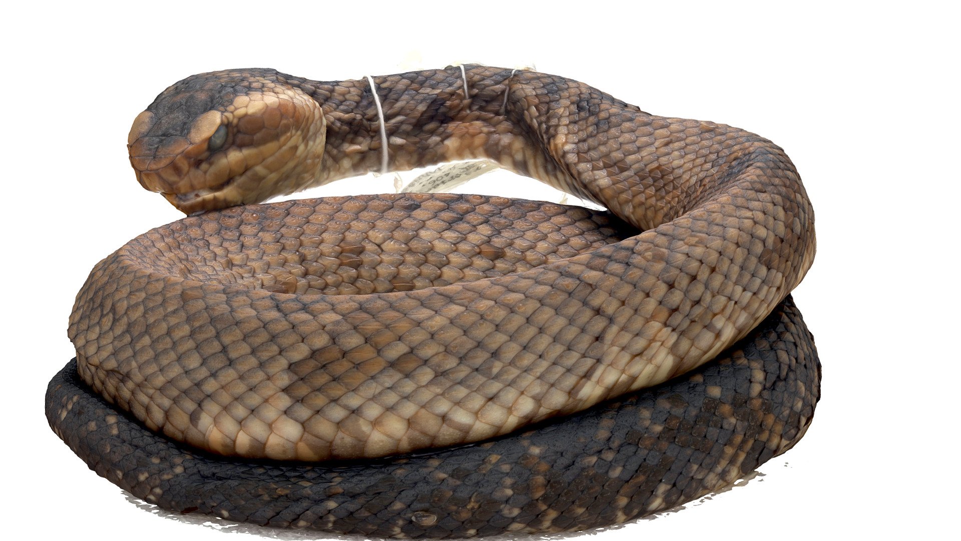 Cottonmouth, Agkistrodon piscivorus 3D model by FloridaMuseum