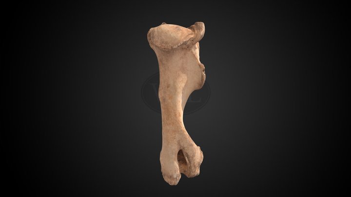 Horse Humerus, Right 3D Model