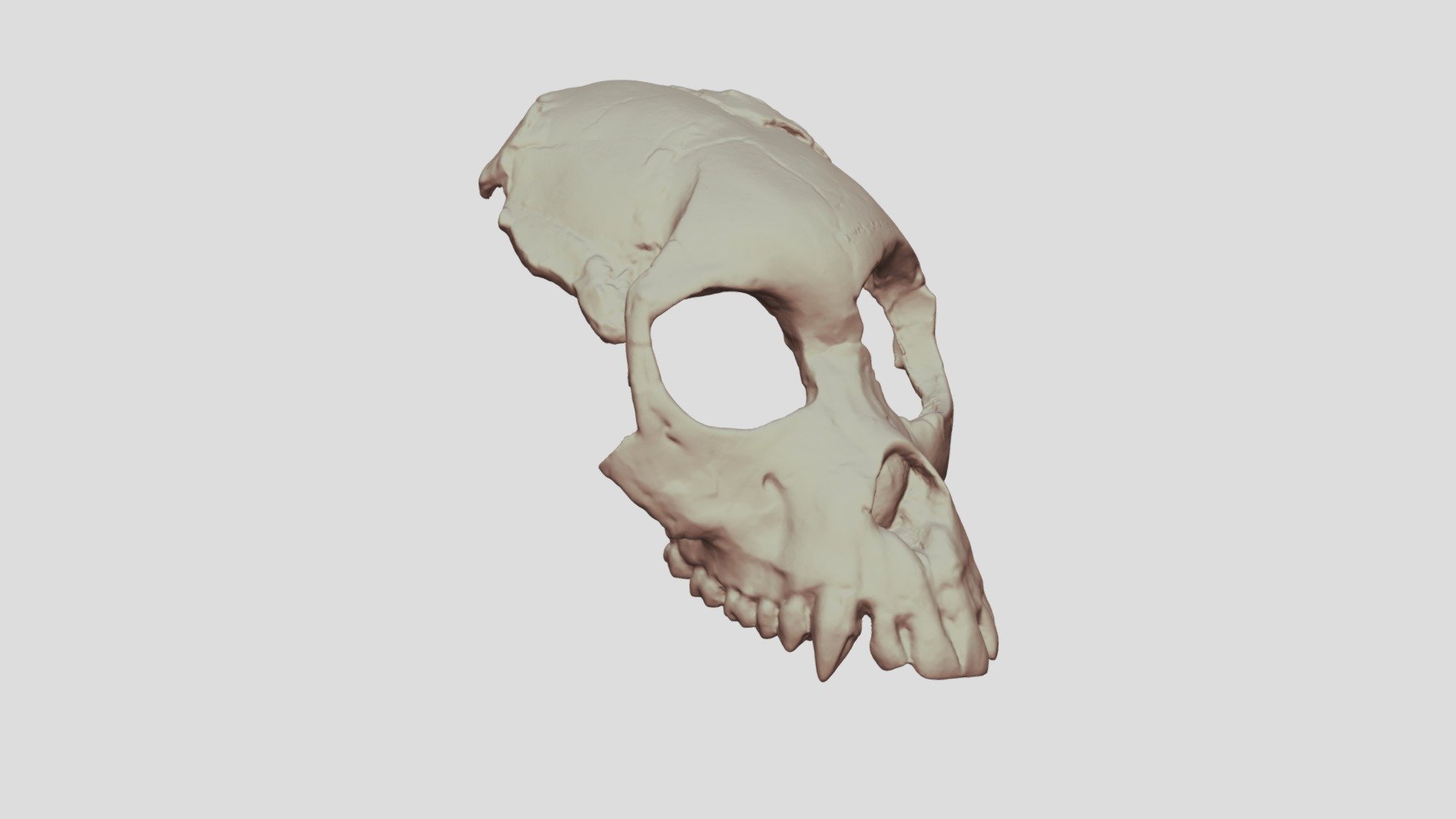 Proconsul africanus