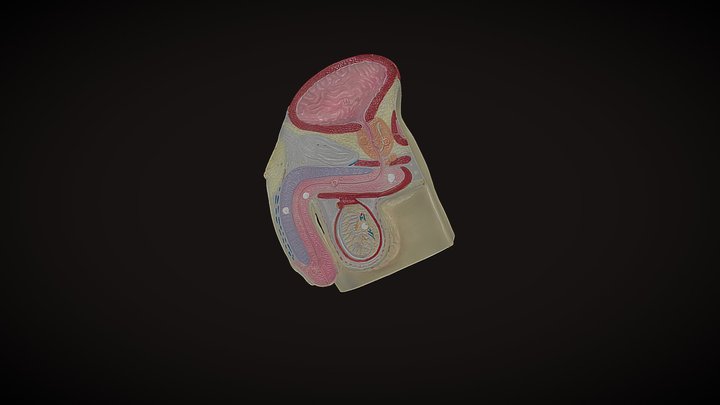 Half Male Reproductive 3D Model