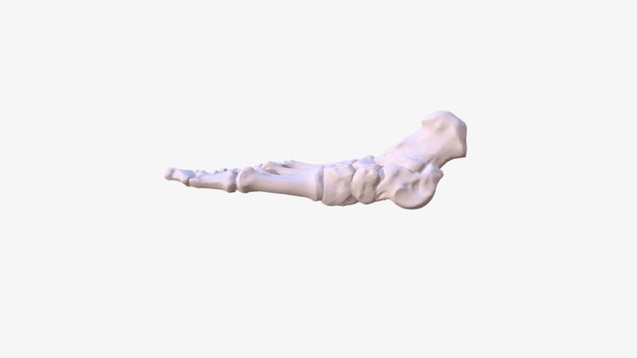 Human Foot 3D Model