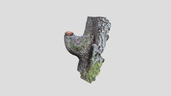 Trädbulle 3D Model