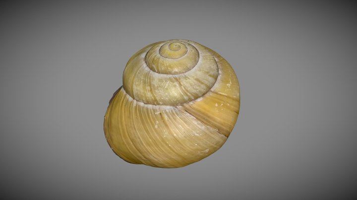 Grove Snail 3D Model