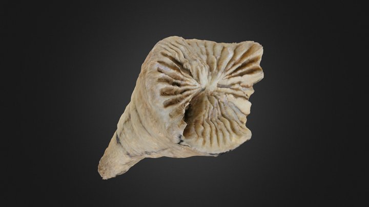 Zaphrentites spinulosum (PRI 70757) – Modelo 3D gratuito STL