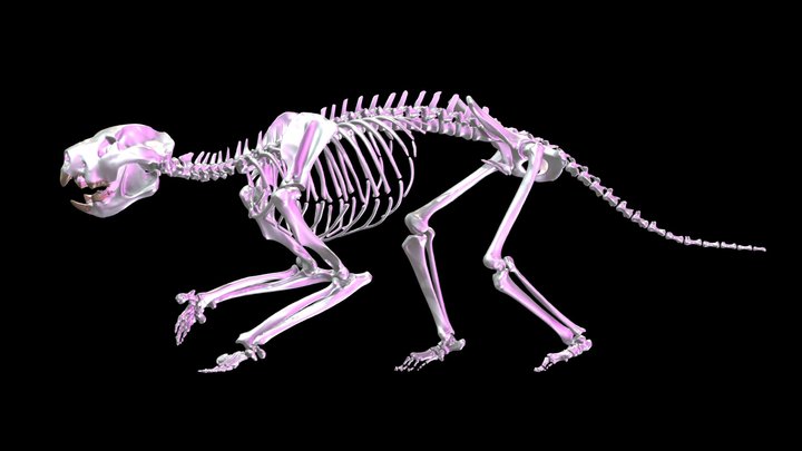 Thylacoleo carnifex Reconstruction & Animation 3D Model