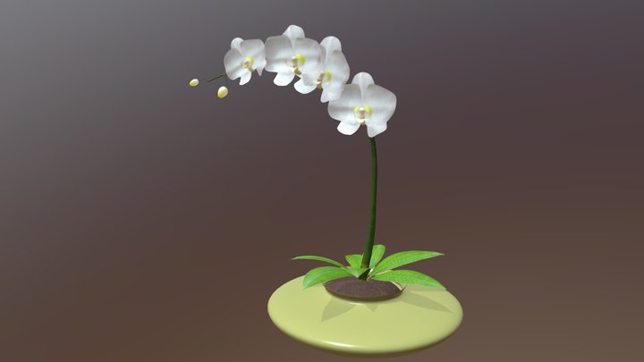 White Orchid 3D Model