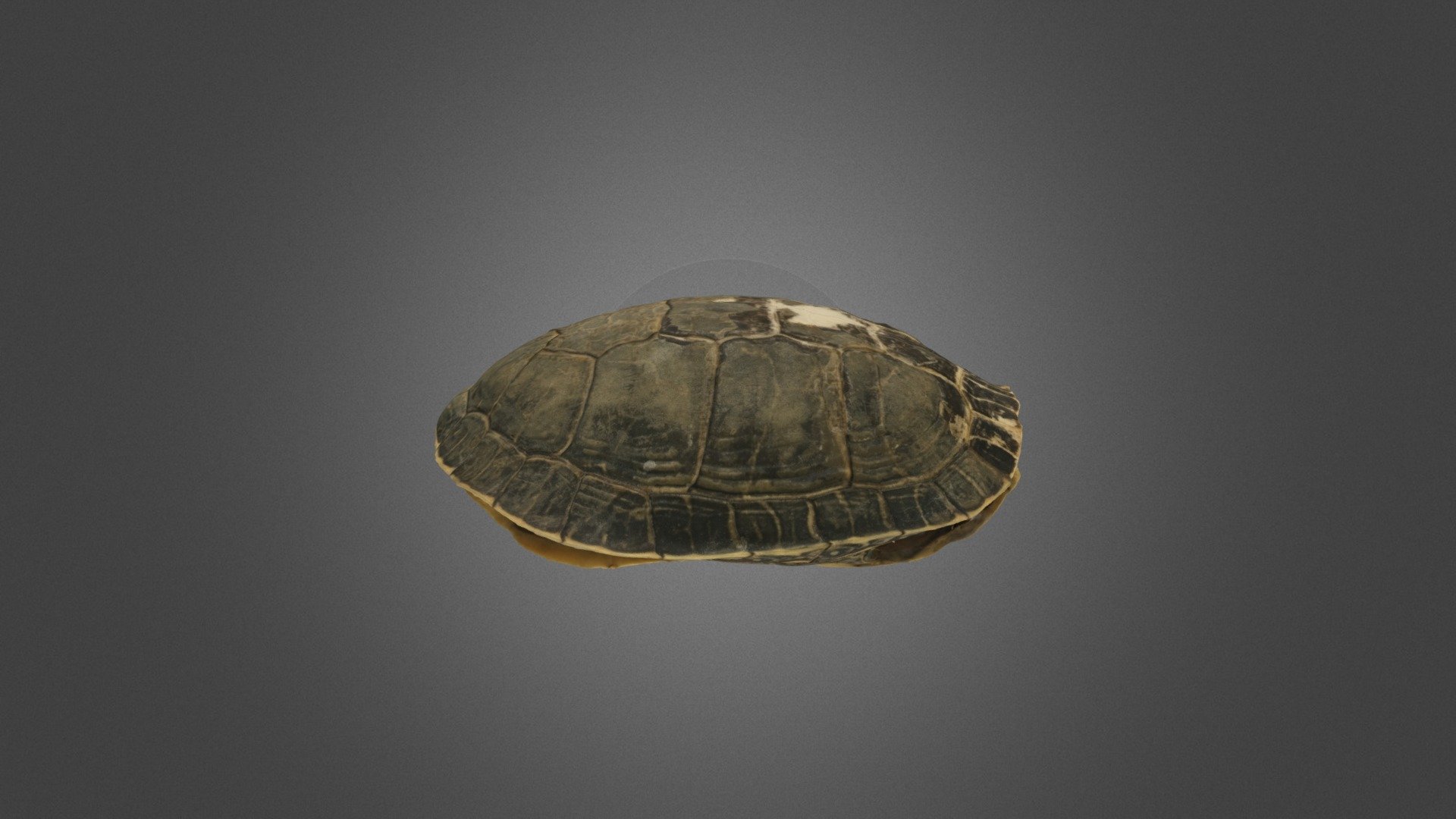 Red-eared Slider Shell version 2