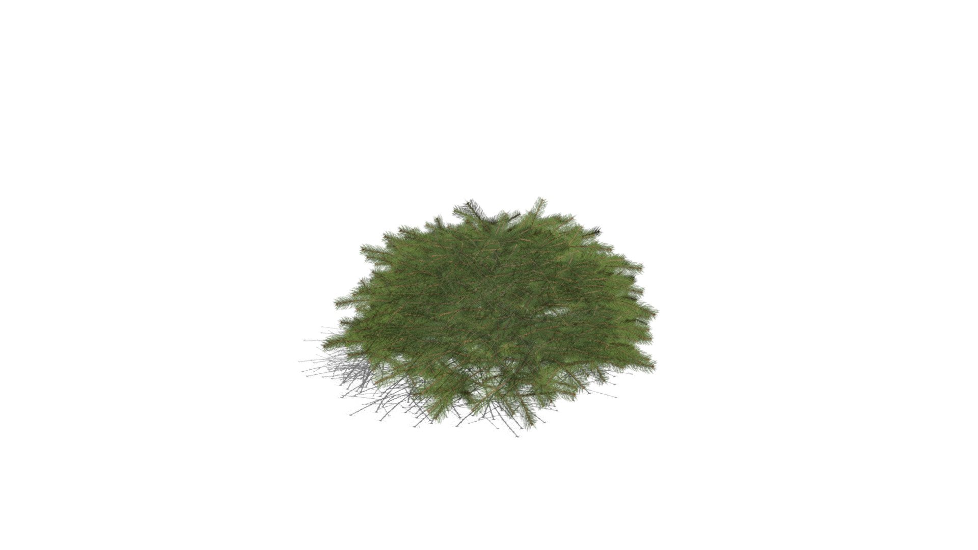 Realistic HD Maxwell's Norway spruce (1/10) - Download Free 3D model by ...