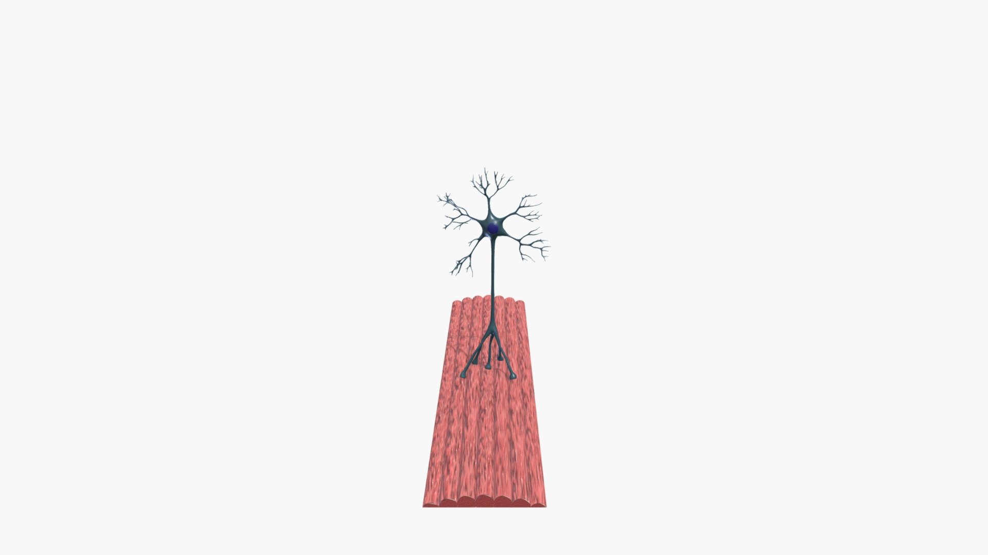 MotorNeuron