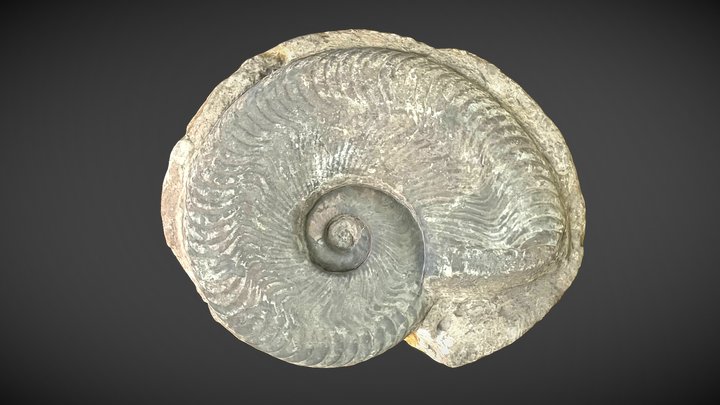 Ammonite Fossil 3D Model