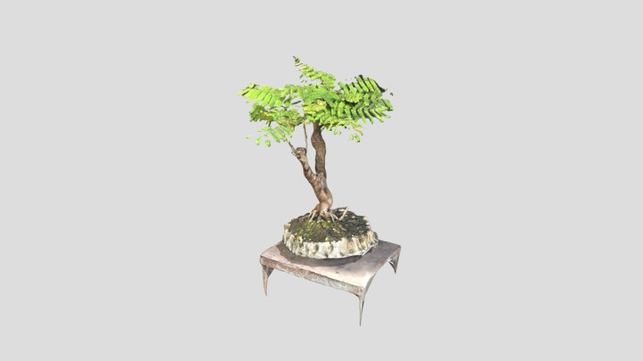 Flamboyant 01 3D Model