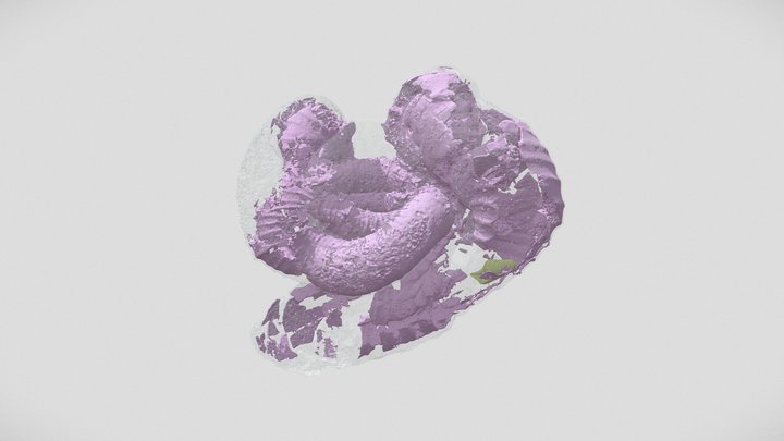 𝘕𝘪𝘱𝘱𝘰𝘯𝘪𝘵𝘦𝘴 𝘮𝘪𝘳𝘢𝘣𝘪𝘭𝘪𝘴 3D Model