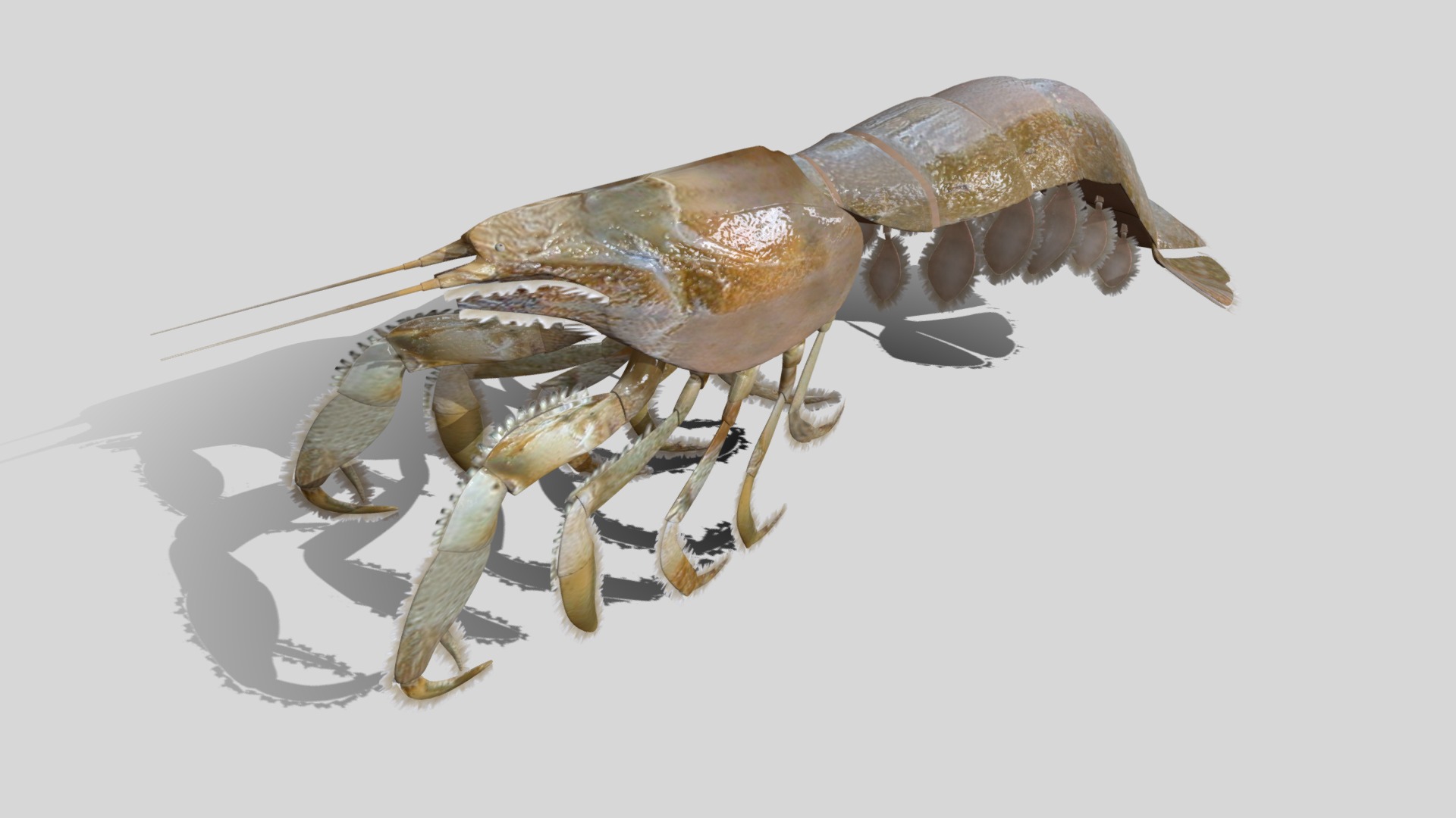 3D model Laomediidae Shrimp Prawn - This is a 3D model of the Laomediidae Shrimp Prawn. The 3D model is about a close-up of a bug.