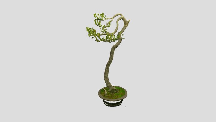 Bonsai Tree 33, Pinus virginiana